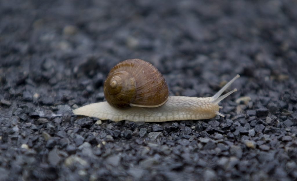 A snail makes its way across dark soil