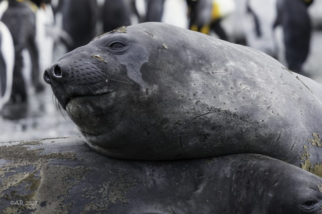 A close up portrait of a seal.