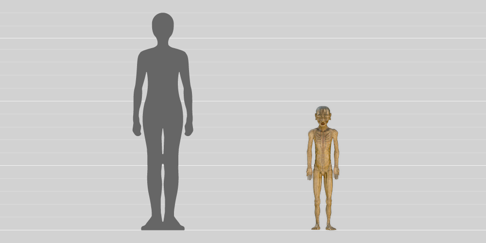 A comparison in height between a 1.8-metre-tall human and the 1.1-metre-tall acupuncture model. 