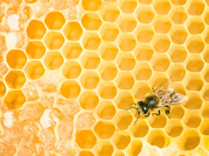 A bee sits atop some honeycomb, which is made up of many hexagonal shapes.