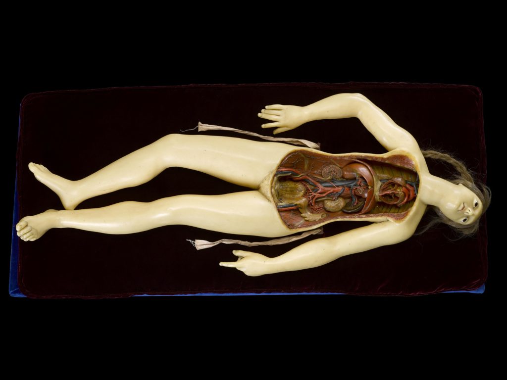 Wax anatomical model of reclining woman with removable internal organs, in glass display case, probably from Florence, late 18th century. This model of a female lying on a velvet cloth is inside a glass display case. The figure is made from bees-wax and hair and the front can be removed to reveal the internal organs, some of which can themselves be removed. The model was probably manufactured in Florence, Italy, in the late 18th century. These cross section images show the various organs being gradually added, and was produced for the digital display in the new Medicine Galleries, 2018.