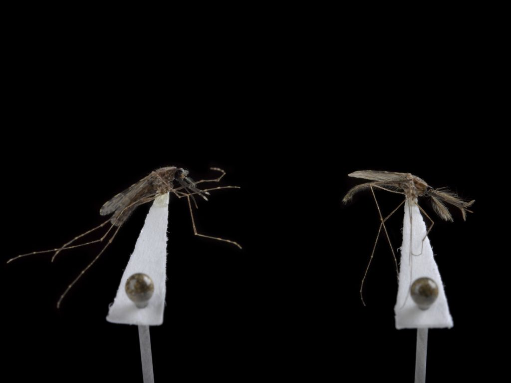 A pair of mosquitoes, one male, one female; from a collection of 28 mosquitoes. A mixture of wild or 'normal' mosquitoes with naturally red eyes and genetically modified mosquitoes with white eyes. Used as research tools to examine the traits that modulate malaria transmission at the Liverpool School of Tropical Medicine (LSTM). Latin name: Anopheles gambiae (G3 strain). Donated by LSTM and prepared / pinned by Dr Erica McAlister (Senior Curator, Diptera) at the Natural History Museum. Further information from Gareth Lycett from LSTM:<br /> Anopheles is the only genus of mosquitoes that transmit human malaria and consequently the focus of large-scale genome studies.<br /> The white eye mosquitoes were generated during our optimisation of CRISPR/Cas9 technology to Anopheles gambiae mosquitoes. This gene editing technology allows mutations to be made in virtually any gene target of choice, and so is a very powerful tool to examine the precise roles of genes in the underlying biology of a trait. To initially test the technology, we targeted the white gene, which produces a protein that transports pigment precursors into the insect eye. Successful gene mutation that ultimately destroys the activity of the protein results in mosquitoes with white eyes. This is an easily observable and scored trait phenotype that enabled us to more rapidly define optimal conditions and reagents to generate mutations. Most genes targeted dont have a visible phenotype, and so scoring them relies on DNA diagnostics or sequencing of individual mosquitoes which is much more time consuming.<br /> This gene editing technology is immensely useful to verify the information coming from genome and transcriptome sequencing which gives us clues as to which genes are involved in conferring phenotypic traits involved in malaria transmission, including for example, the genes that impart resistance to the insecticides on bednets. Gene editing technology is then used to knockout or overexpress these "candidate"